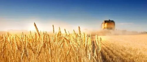 十死一生 塘厦外商之家农业项目为何屡屡失败